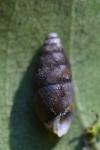Merdigera obscura