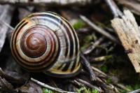 Cepaea nemoralis