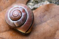 Cepaea nemoralis