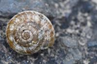 Xeroplexa intersecta