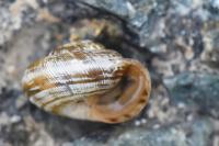 Xeroplexa intersecta