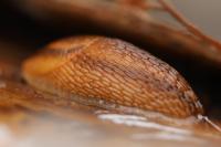 Arion subfuscus