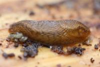 Arion subfuscus