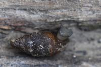 Merdigera obscura