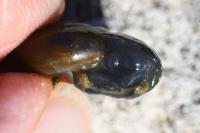 Oxychilus draparnaudi