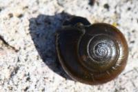 Oxychilus draparnaudi