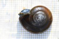 Oxychilus draparnaudi