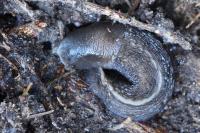 Limax cinereoniger