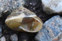 Hygromia cinctella