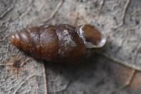 Merdigera obscura