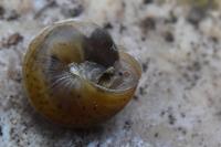 Hygromia cinctella