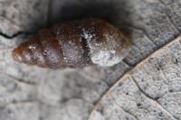 Merdigera obscura