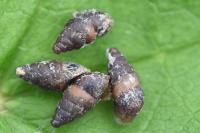 Merdigera obscura