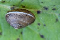 Hygromia cinctella