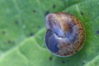 Hygromia cinctella