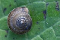 Hygromia cinctella