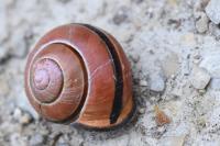 Cepaea nemoralis
