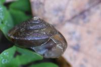 Hygromia cinctella