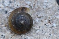 Hygromia cinctella