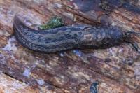 Limax maximus
