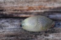 Arion intermedius