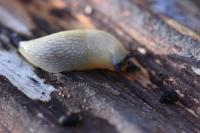 Arion intermedius