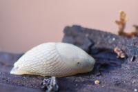 Arion intermedius