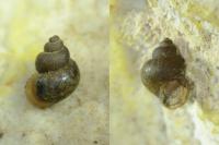 Bithynia leachii