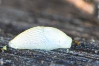 Arion intermedius
