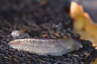 Limax cinereoniger