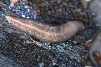 Limax cinereoniger