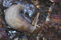 Limax cinereoniger