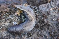 Limax cinereoniger