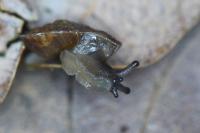 Helicigona lapicida