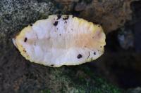 Testacella haliotidea