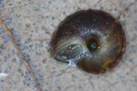 Helicigona lapicida