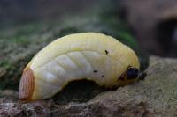 Testacella haliotidea