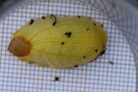 Testacella haliotidea