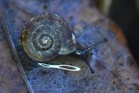 Helicigona lapicida