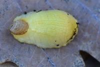 Testacella haliotidea