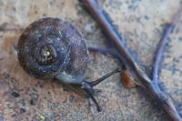 Helicigona lapicida
