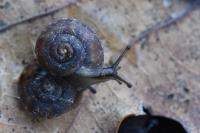 Helicigona lapicida