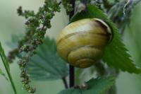 Cepaea nemoralis