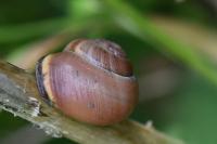 Cepaea nemoralis