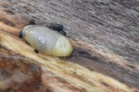 Arion intermedius