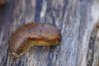 Arion subfuscus