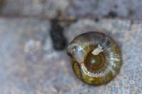 Gonyodiscus rotundatus