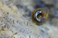 Euconulus fulvus
