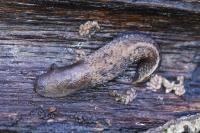 Limax cinereoniger