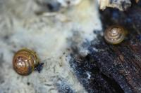 Euconulus fulvus
